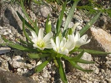 Flower Seeds, Seeds,Seeds For Planting,Plant Seeds