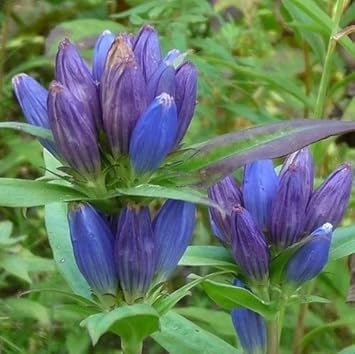 Flower Seeds, Seeds,Seeds For Planting,Plant Seeds