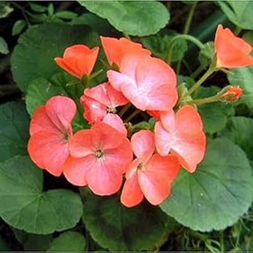 Flower Seeds, Seeds,Seeds For Planting,Plant Seeds