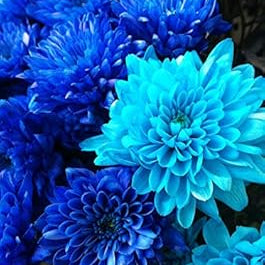 Flower Seeds, Seeds,Seeds For Planting,Plant Seeds