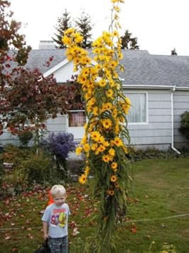 Flower Seeds, Seeds,Seeds For Planting,Plant Seeds