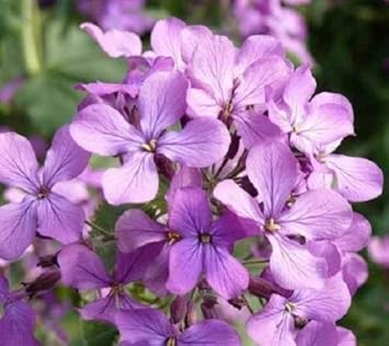 Flower Seeds, Seeds,Seeds For Planting,Plant Seeds
