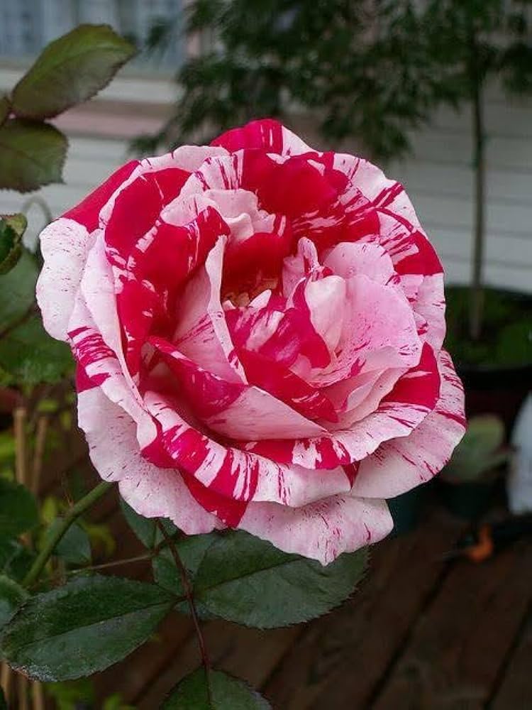 Red & Light Pink Rose Seeds for Planting, Heirloom Non-GMO Flowers for Home Garden