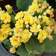 Flower Seeds, Seeds,Seeds For Planting,Plant Seeds