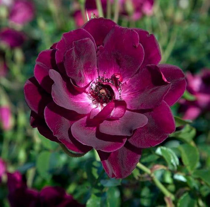 Maroon Red Rare Rose Flower Seeds for Planting – Heirloom, Non-GMO, High Germination Organic Garden Seeds