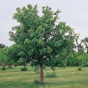 Flower Seeds, Seeds,Seeds For Planting,Plant Seeds