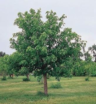 Flower Seeds, Seeds,Seeds For Planting,Plant Seeds