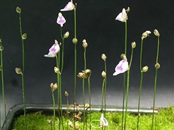 Flower Seeds, Seeds,Seeds For Planting,Plant Seeds