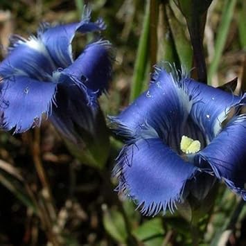 Flower Seeds, Seeds,Seeds For Planting,Plant Seeds