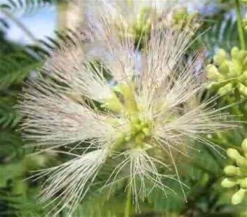 Flower Seeds, Seeds,Seeds For Planting,Plant Seeds