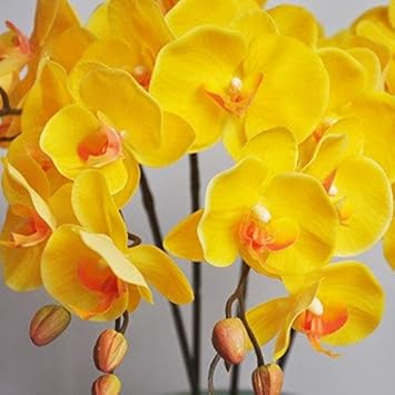 Flower Seeds, Seeds,Seeds For Planting,Plant Seeds