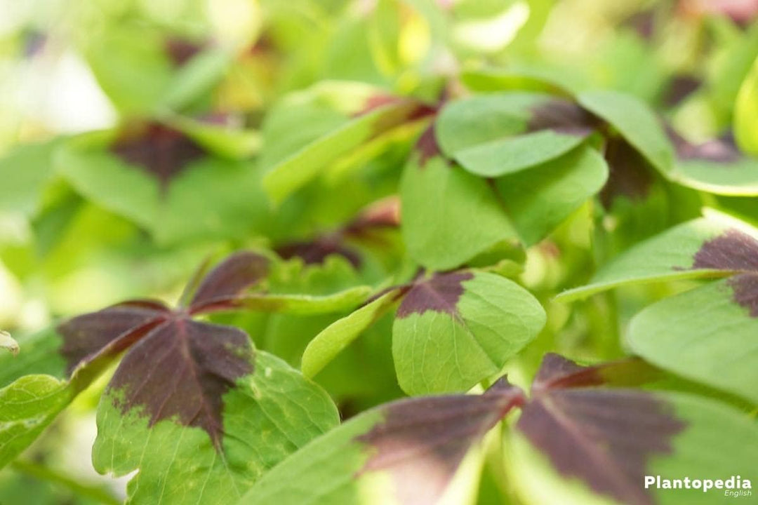 Flower Seeds, Seeds,Seeds For Planting,Plant Seeds