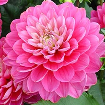 Flower Seeds, Seeds,Seeds For Planting,Plant Seeds