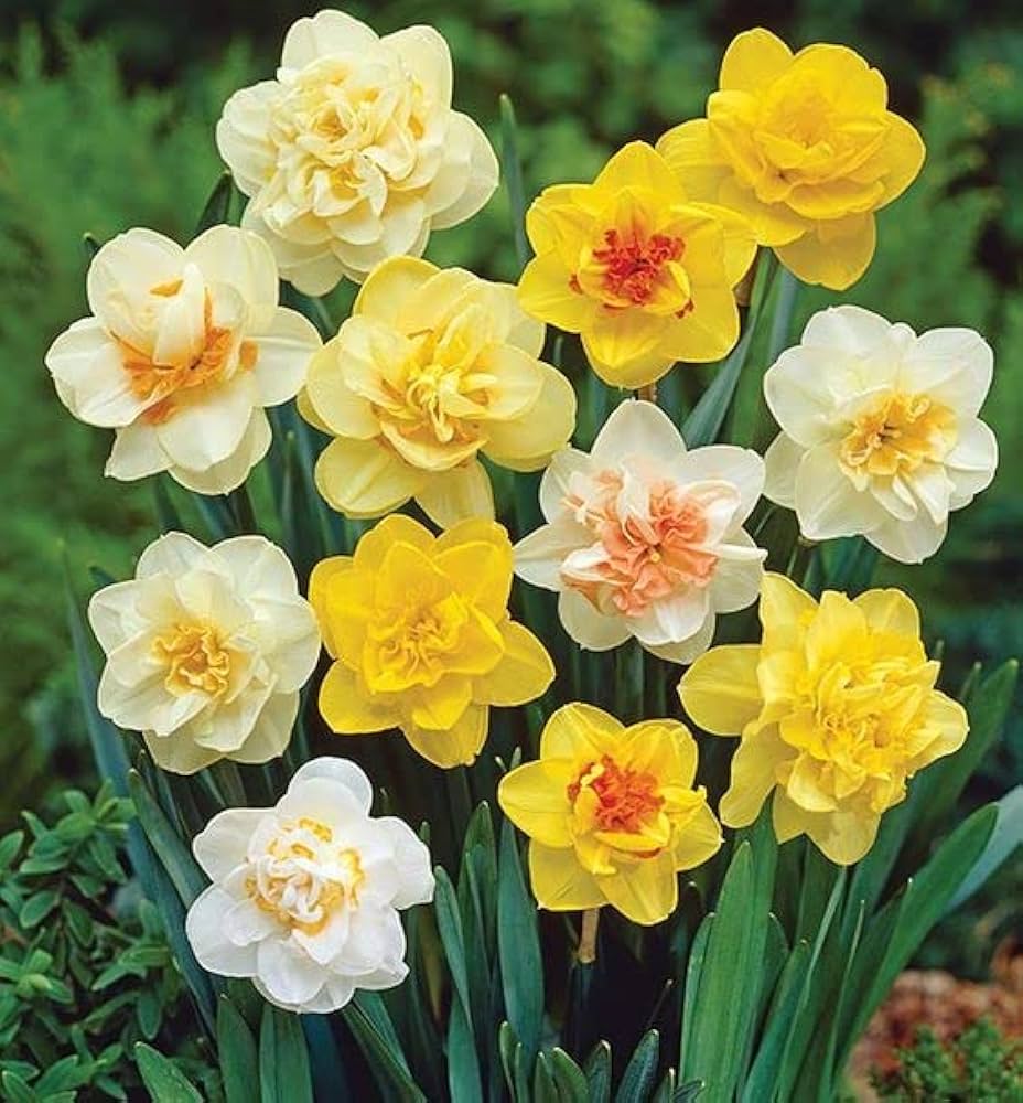 Daffodil Flower Seeds for Planting Mixed Colors – Shade Tolerant, Heirloom, Non-GMO, High Germination Organic Garden Seeds