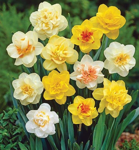 Double Narcissus Flower Seeds for Planting Green & Yellow – Pollinator Friendly, Heirloom, Non-GMO, High Germination Organic Garden Seeds