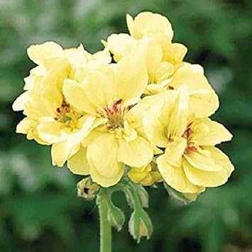Flower Seeds, Seeds,Seeds For Planting,Plant Seeds