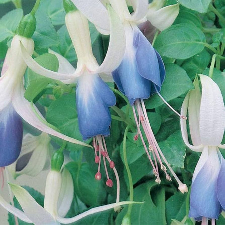Sky Blue Fuchsia Flower Seeds – Fragrant Blossoms, Heirloom & Non-GMO for Home Garden