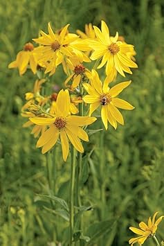 Flower Seeds, Seeds,Seeds For Planting,Plant Seeds