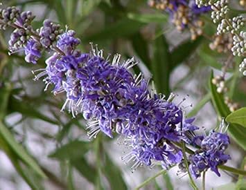 Flower Seeds, Seeds,Seeds For Planting,Plant Seeds