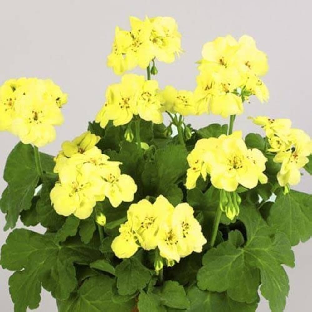 Geranium Pelargonium Yellow Flower Seeds for Planting – Heirloom, Non-GMO, High Germination Organic Garden Seeds