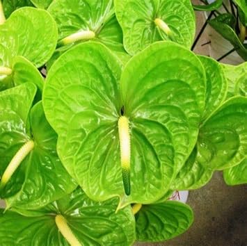 Flower Seeds, Seeds,Seeds For Planting,Plant Seeds
