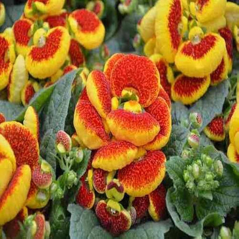 Flower Seeds, Seeds,Seeds For Planting,Plant Seeds