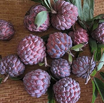 Fruit Seeds,Garden seeds, Seeds For Planting,Plant Seeds