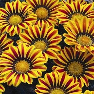 Flower Seeds, Seeds,Seeds For Planting,Plant Seeds