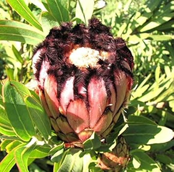 Flower Seeds, Seeds,Seeds For Planting,Plant Seeds