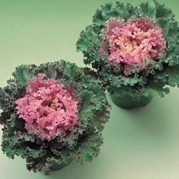 Vegetable Seeds,Garden seeds, Seeds For Planting,Plant Seeds