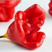 Vegetable Seeds,Garden seeds, Seeds For Planting,Plant Seeds