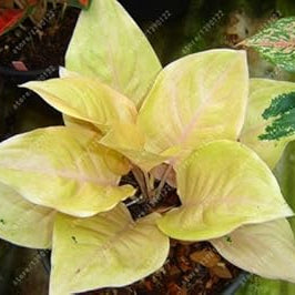Flower Seeds, Seeds,Seeds For Planting,Plant Seeds