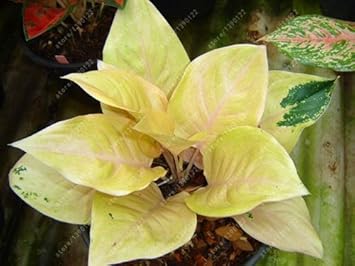 Flower Seeds, Seeds,Seeds For Planting,Plant Seeds