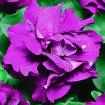 Purple Balsam Camellia Flower Seeds for Planting – Heirloom, Non-GMO, High Germination Organic Garden Seeds
