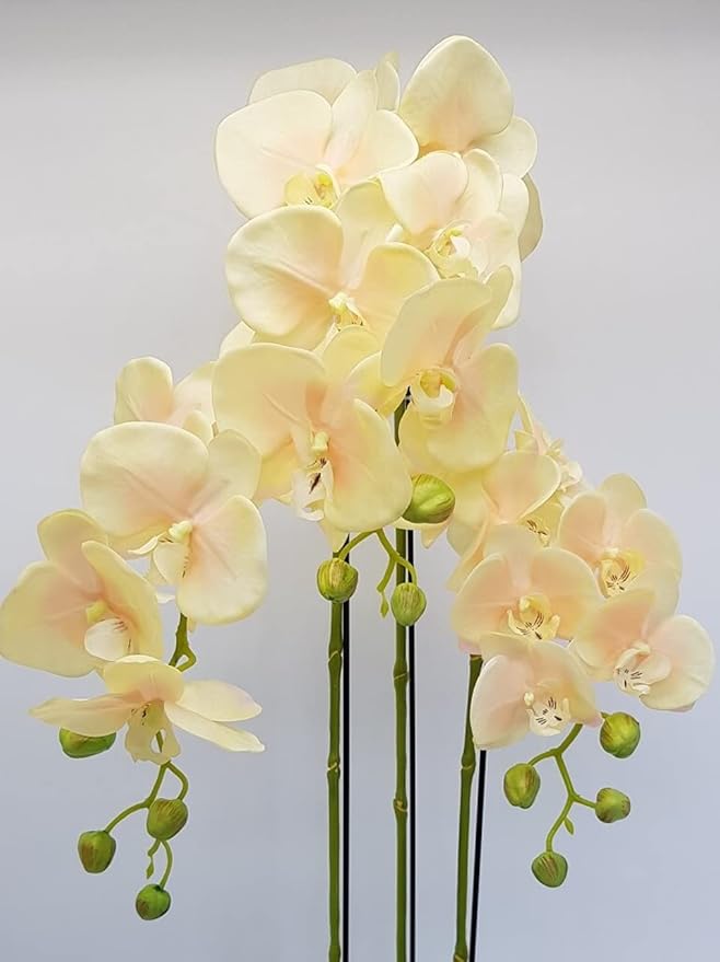 Light Yellow Orchid Flower Seeds for Planting – Heirloom, Non-GMO, Premium Quality, High Germination