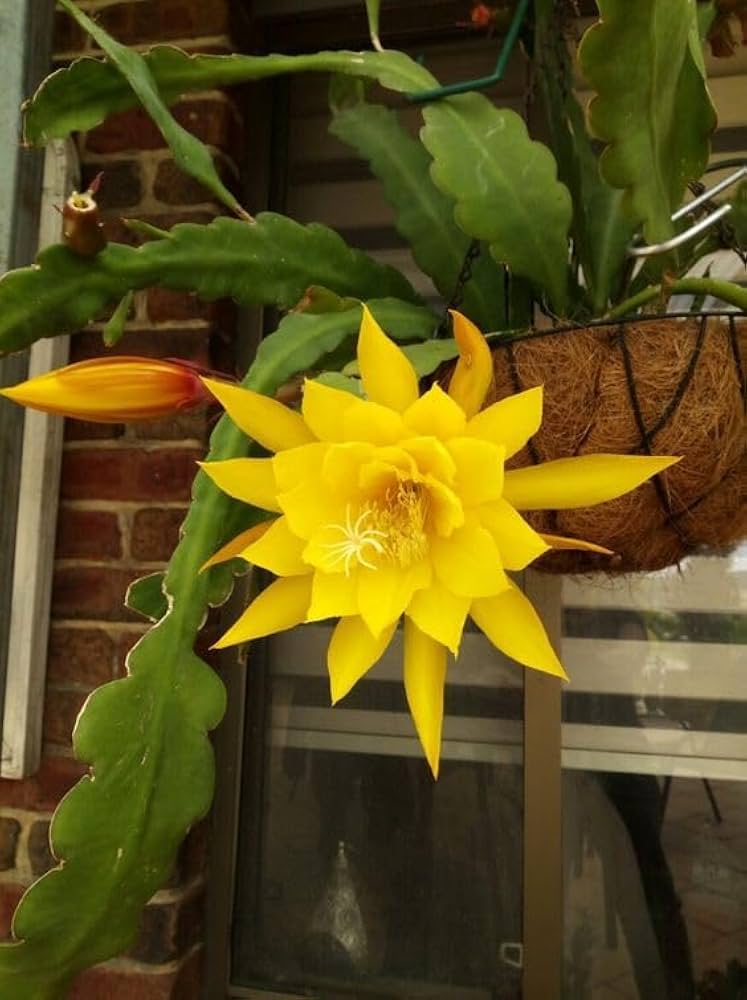 Flower Seeds, Seeds,Seeds For Planting,Plant Seeds