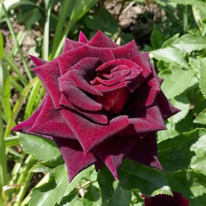 Dark Red Holland Rose Flower Seeds for Planting – Heirloom, Non-GMO, High Germination Organic Garden Seeds