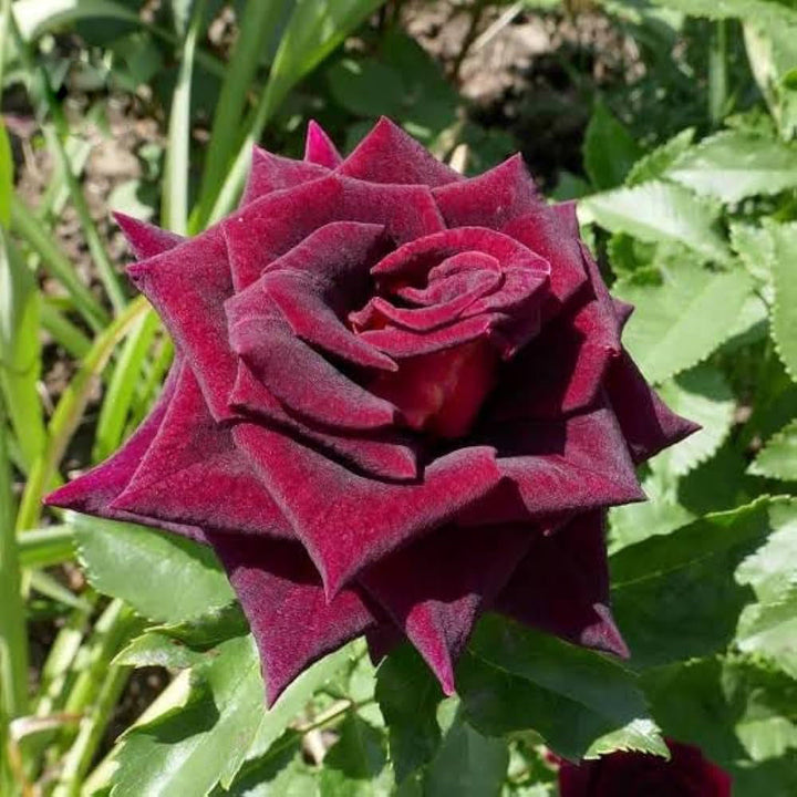 Red Baccara Flower Seeds for Planting – Heirloom Non-GMO, High Germination Organic Garden Seeds
