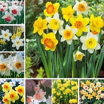 Flower Seeds, Seeds,Seeds For Planting,Plant Seeds