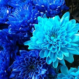 Flower Seeds, Seeds,Seeds For Planting,Plant Seeds