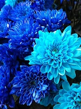 Flower Seeds, Seeds,Seeds For Planting,Plant Seeds