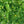 Bitter Gourd Round Green Chinese Variety flower seeds for planting - Heirloom & Non-GMO Garden Seeds