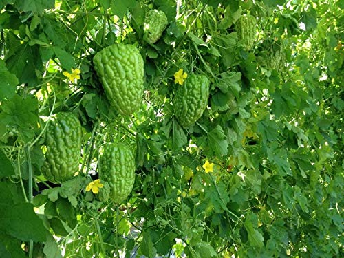 Bitter Gourd Round Green Chinese Variety flower seeds for planting - Heirloom & Non-GMO Garden Seeds