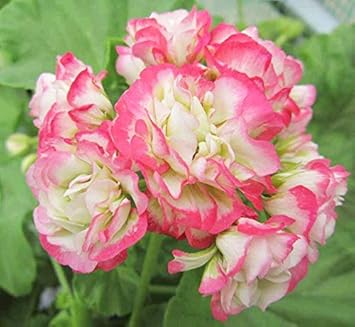Flower Seeds, Seeds,Seeds For Planting,Plant Seeds