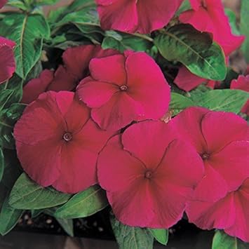 Flower Seeds, Seeds,Seeds For Planting,Plant Seeds