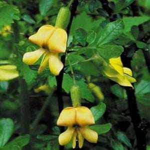 Flower Seeds, Seeds,Seeds For Planting,Plant Seeds