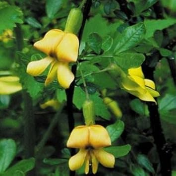 Flower Seeds, Seeds,Seeds For Planting,Plant Seeds