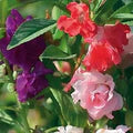 Mixed Balsam Flower Seeds for Planting – Heirloom, Non-GMO, High Germination Organic Garden Seeds