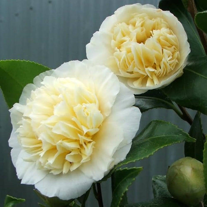 Light Yellow Camellia Flower Seeds for Planting – Heirloom, Non-GMO, High Germination, Organic Garden Seeds