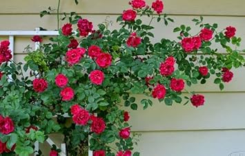 Flower Seeds, Seeds,Seeds For Planting,Plant Seeds